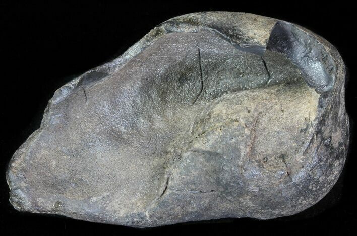 Fossil Whale Ear Bone - Miocene #63540